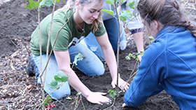 New Tree Nursery Garden