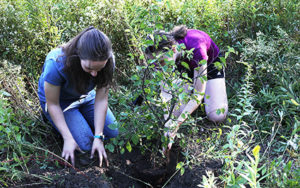 Tree-giveaway surplus leads to windfall for Saint Michael’s