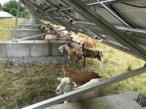 Sheep baaaaack to “mow” around College solar array