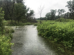 Natural Area plays predictable, useful role during epic Vermont flooding