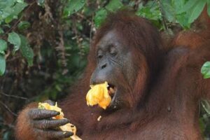Studies of teeth and primates brought Saint Michael’s professor to Malaysian Borneo this summer
