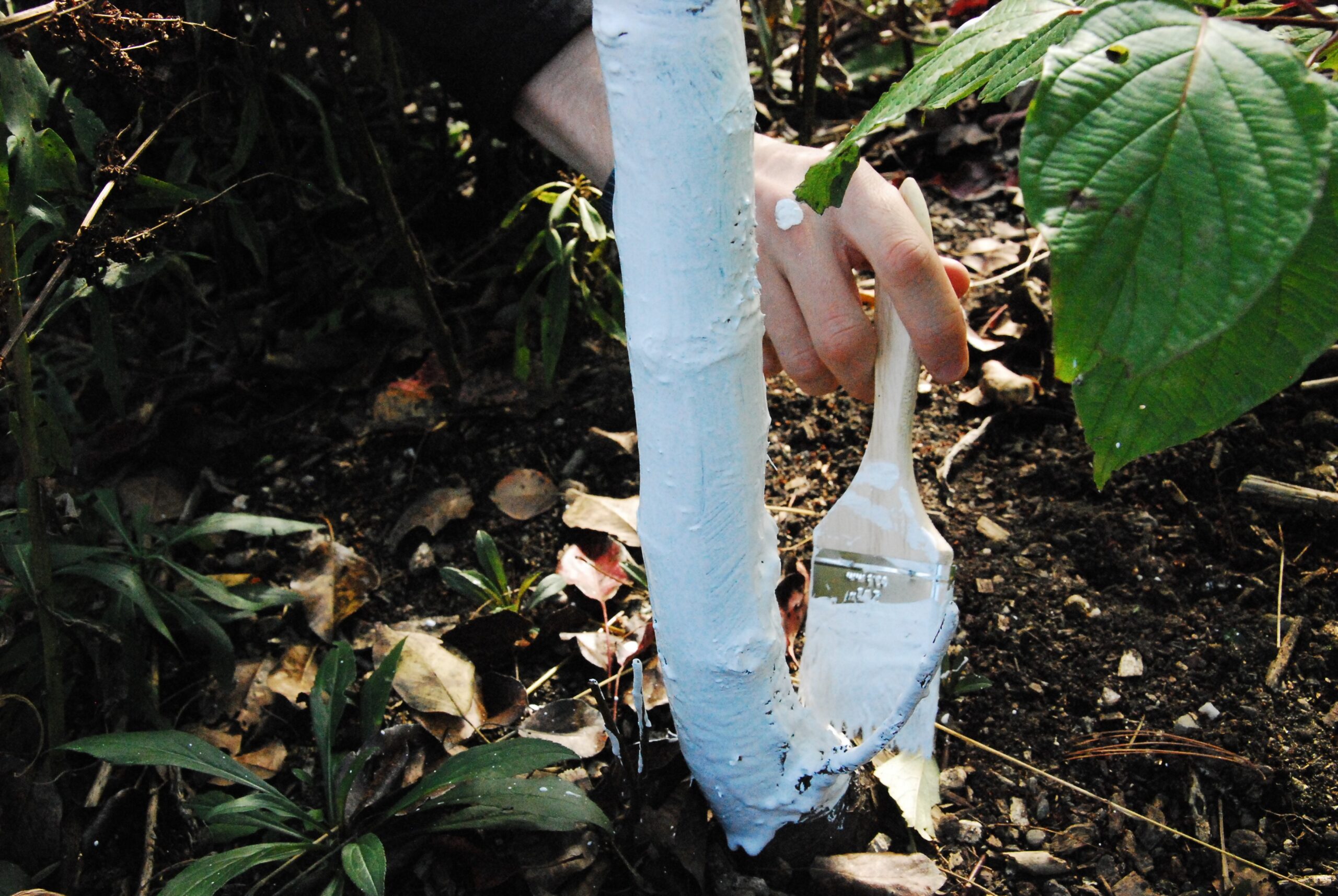 Food Forest Clean-Up stewarded by Green Up in the fall of 2023.