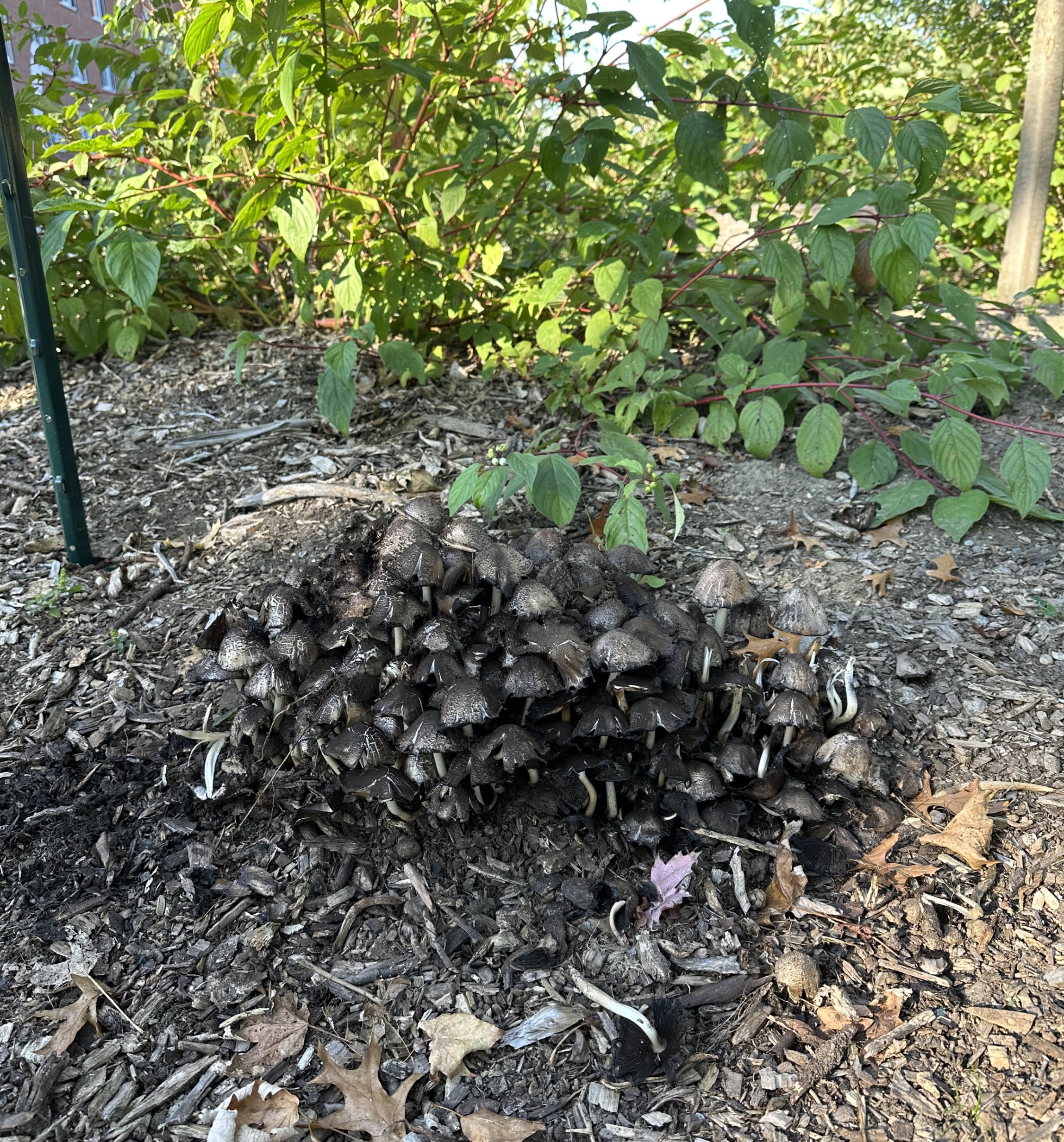 Evidence of healthy soil and a productive ecosystem in the Tree Nursery.