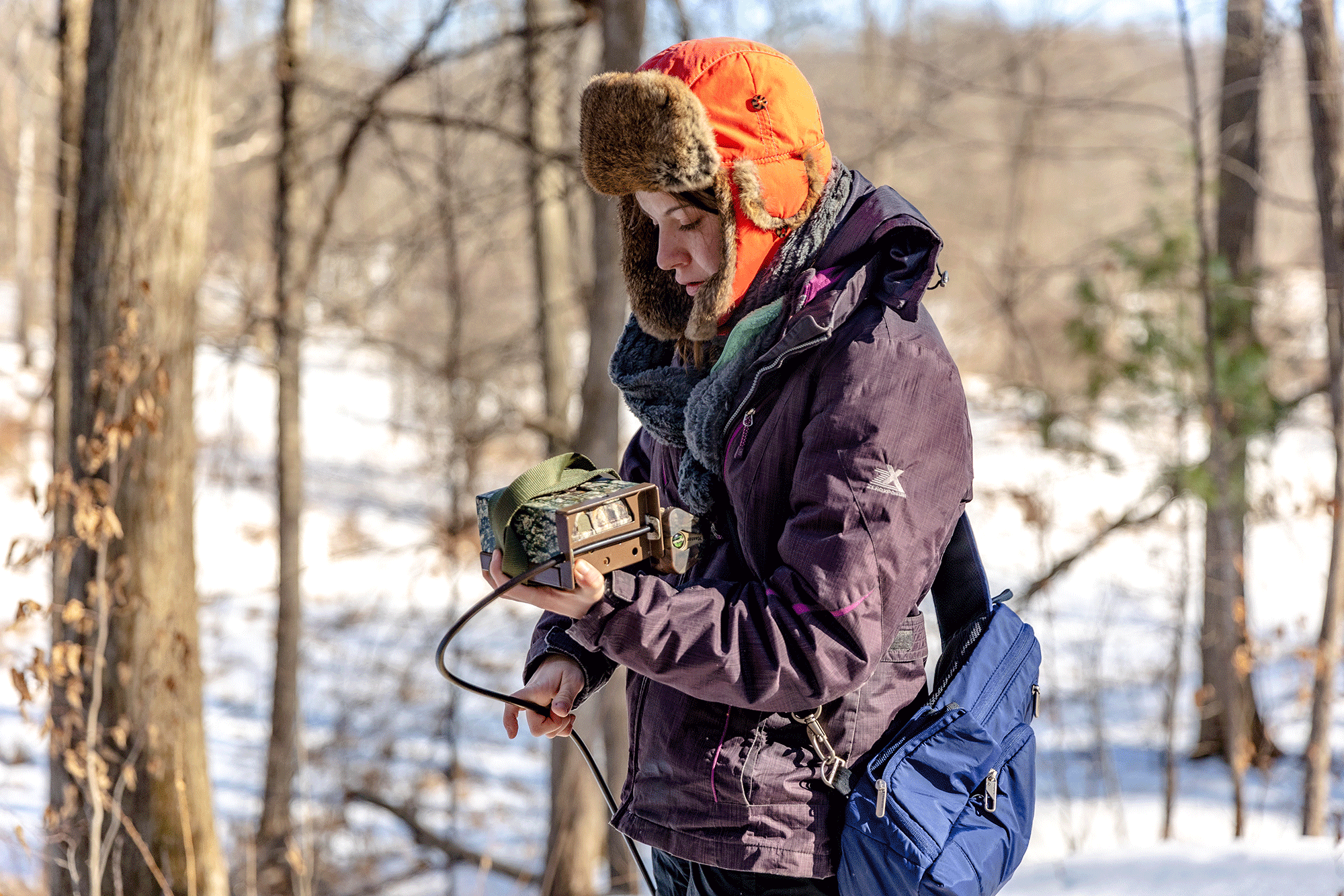 A Saint Michael's College student studies a wildlife camera in the SMC Natural Area in winter.