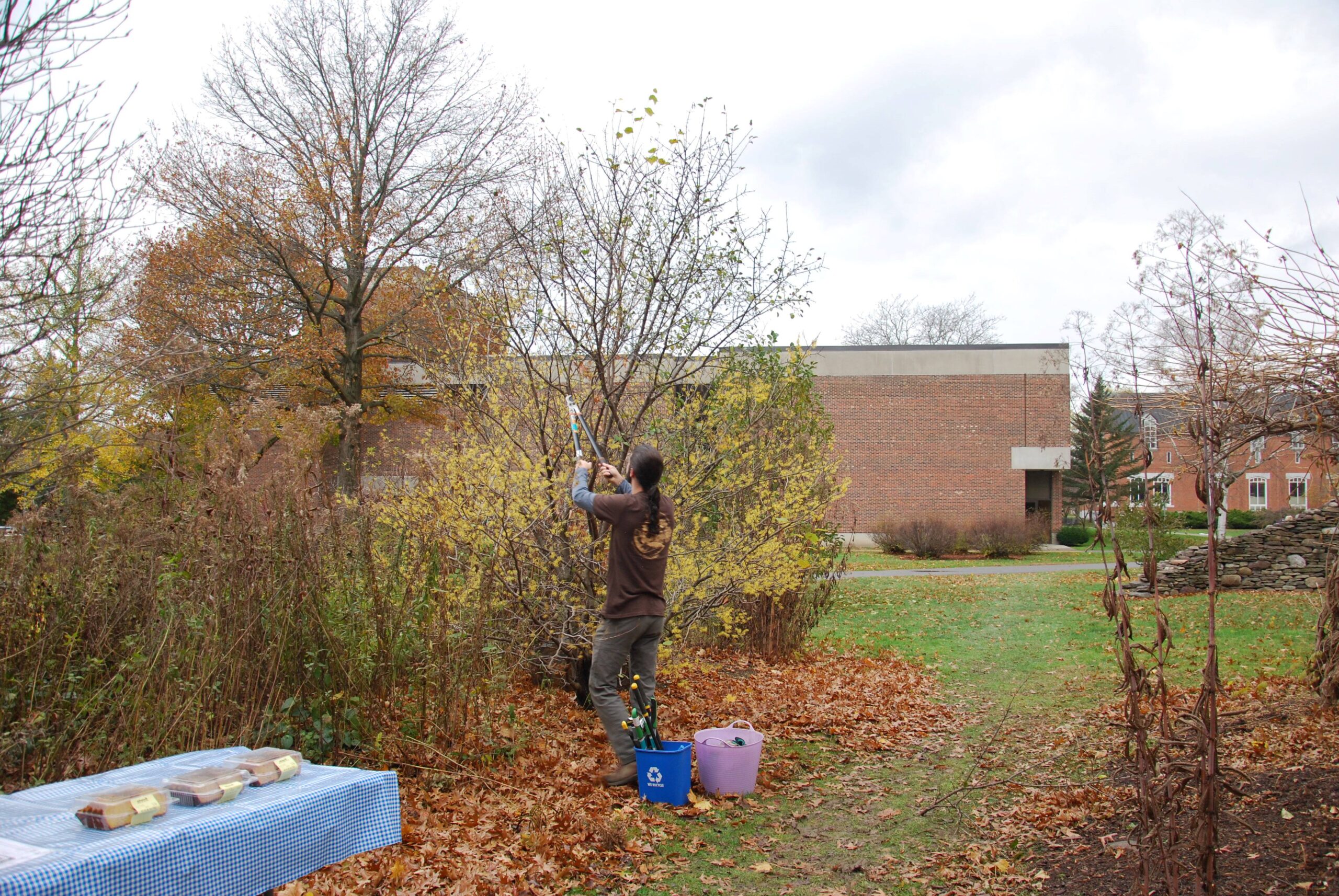 Buckthornremoval_2023